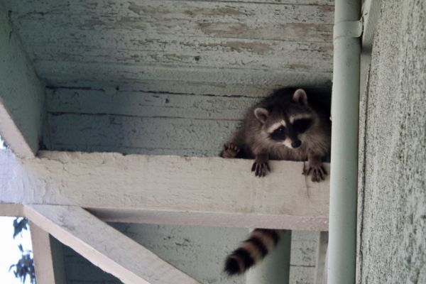 racoon outside